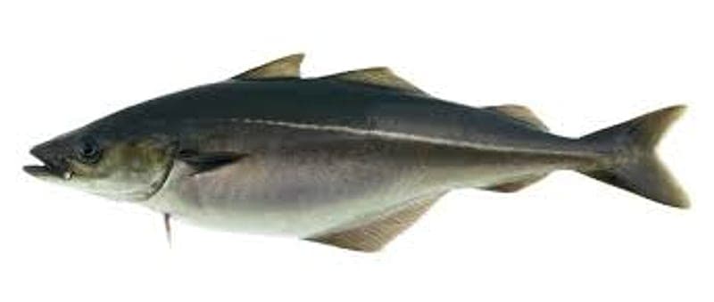 Coalfish vs Pollack Ireland: How to ID and Catch Both