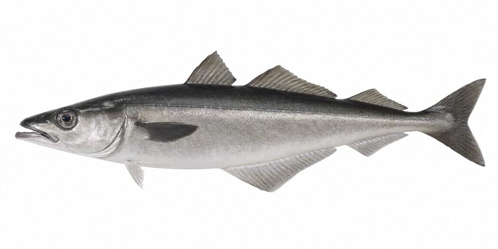 Coalfish vs Pollack Ireland: How to ID and Catch Both