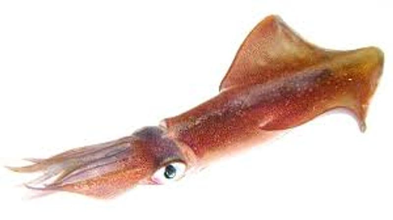 Eging for Squid: The Technique Explained for Irish Piers