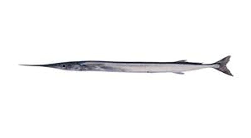Garfish Fishing Ireland: Float Rigs, Baits and Marks