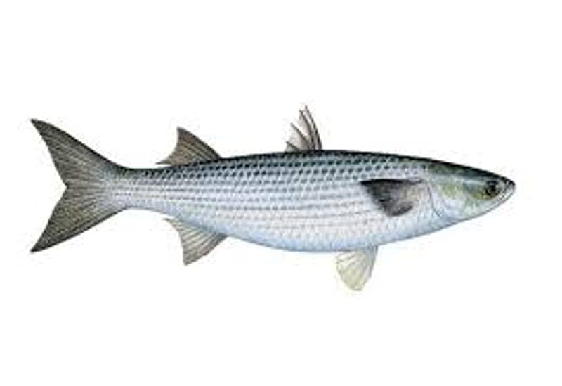 Mullet Fishing Ireland: How to Catch the Uncatchable Fish