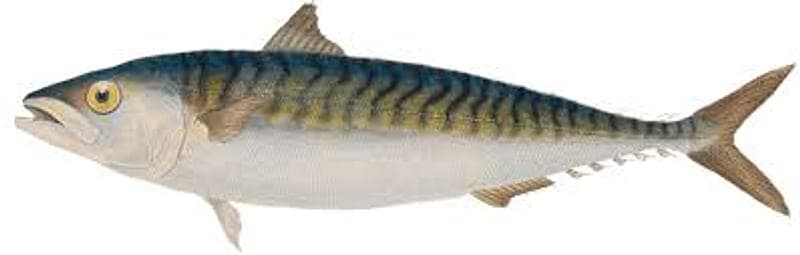 Mackerel Fishing Ireland 2026: Season, Marks and Rigs