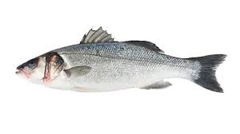 Bass Fishing Wicklow 2026: Best Marks, Baits and Tides