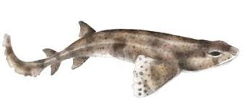 Dogfish Ireland: Shore Marks, Rigs and Night Baits