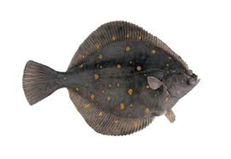 Winter Flounder Ireland: Beach Marks and Rigs