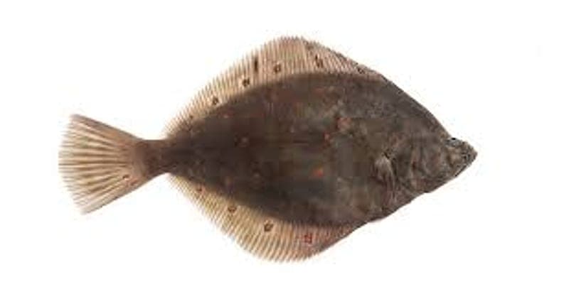 Irish Plaice Season: Beach Marks and Rigs for Wicklow