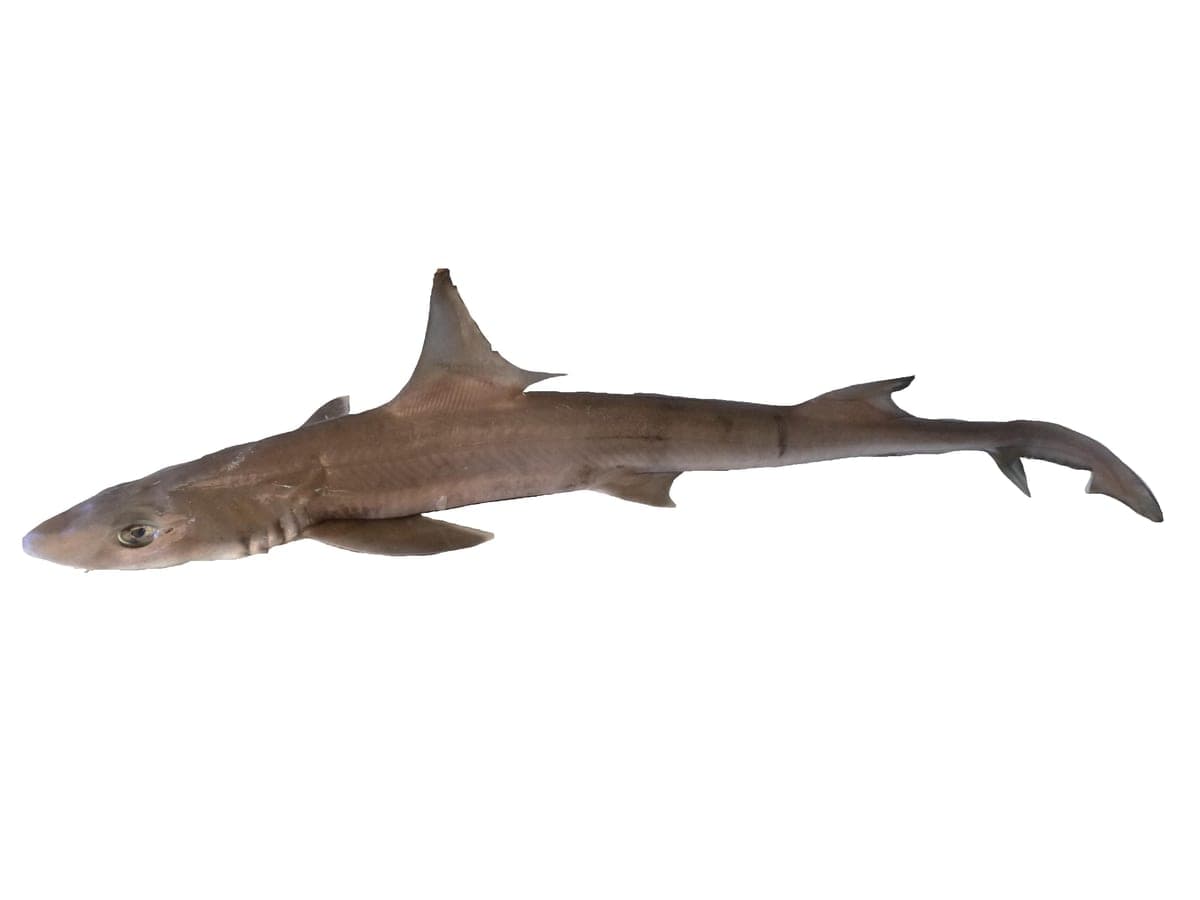Smoothhound Fishing Ireland: Beaches, Rigs and Bait