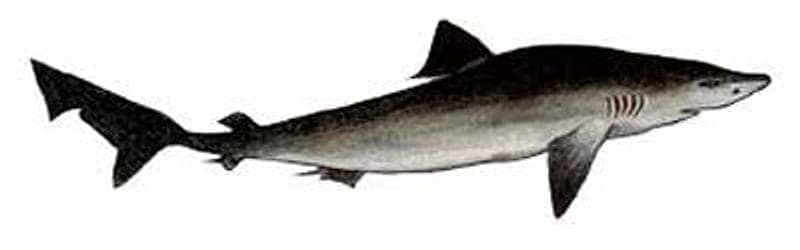 Tope Fishing Ireland: Shore Marks, Baits and Night Tides