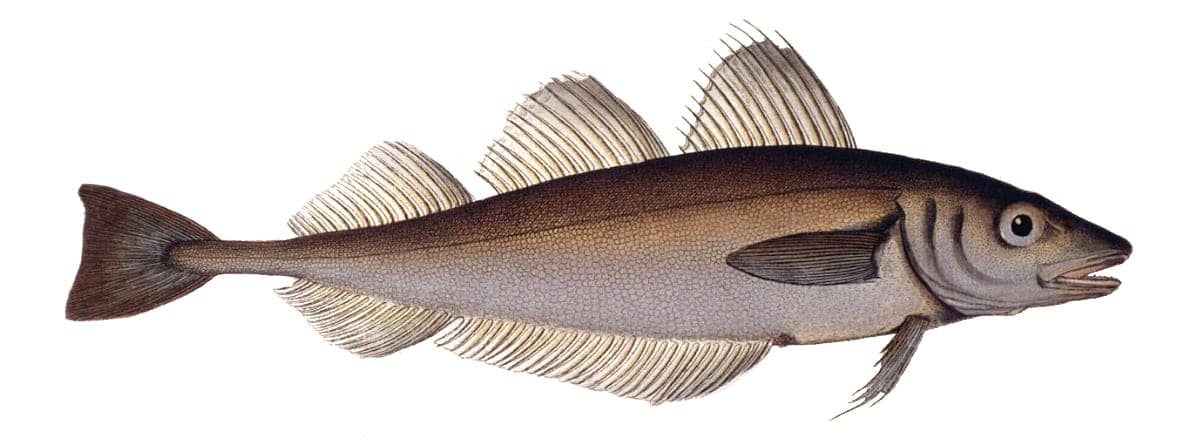 Whiting Fishing Ireland: Autumn and Winter Shore Guide