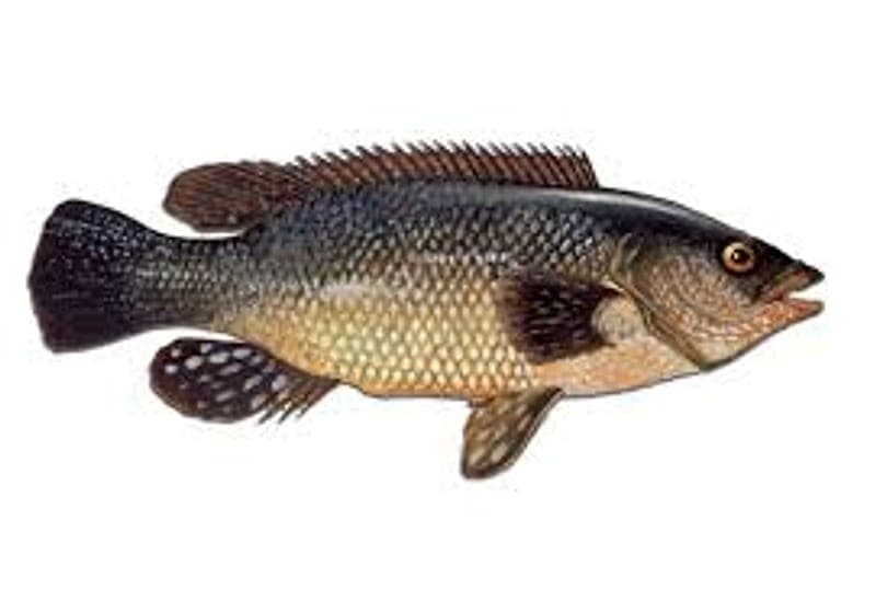 Wrasse Fishing Ireland 2026: Rock Marks, Baits and Lures
