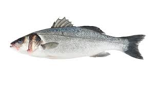Bass