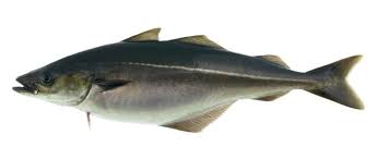 Coalfish