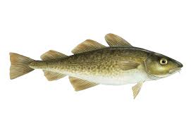 Cod