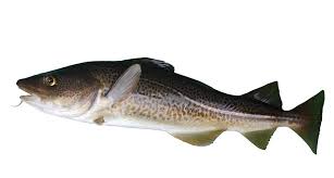 Codling