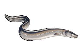 Conger Eel