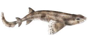 Dogfish