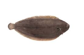 Dover sole