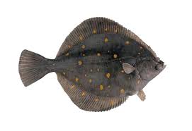 Flounder