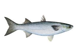 Grey Mullet