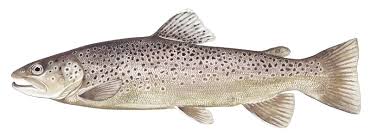 Sea Trout
