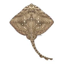 Ray