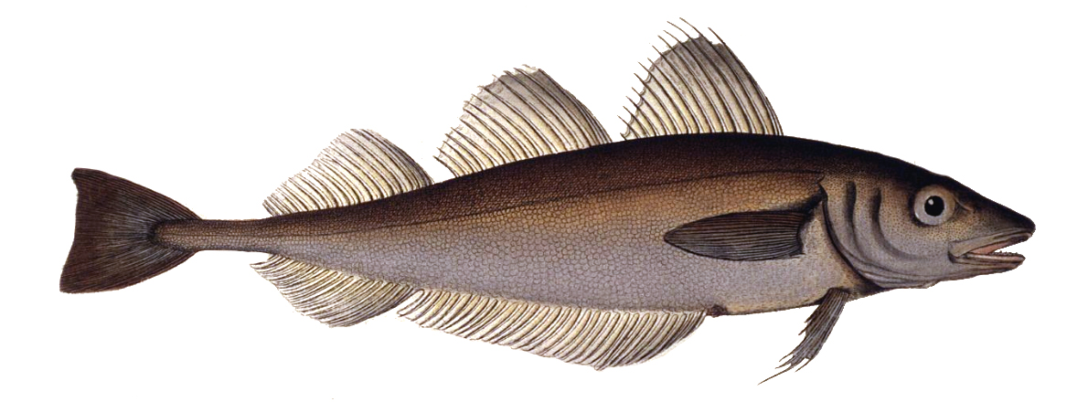 Whiting